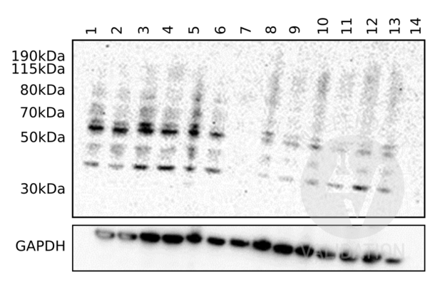 C9 anticorps  (Center)