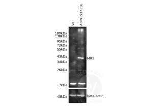 Western Blotting validation image for anti-Major Histocompatibility Complex, Class I-Related (MR1) (AA 312-341), (C-Term) antibody (ABIN1537116) (MR1 Antikörper  (C-Term))