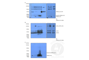 Western Blotting validation image for anti-ORM1-Like 3 (ORMDL3) (AA 53-81) antibody (ABIN654696)