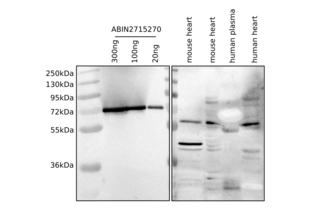 BIN1 Protein (Transcript Variant 8) (Myc-DYKDDDDK Tag)