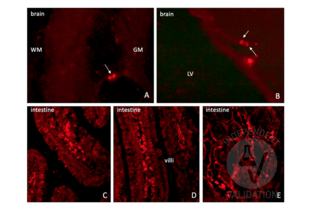 Immunohistochemistry validation image for anti-Iododeoxyuridine (IdU) antibody (ABIN2669973) (IdU Antikörper)