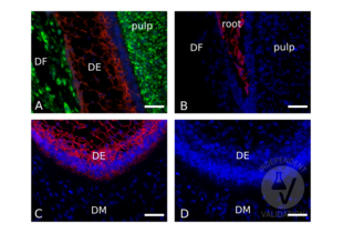 Immunofluorescence validation image for anti-Cadherin 1, Type 1, E-Cadherin (Epithelial) (CDH1) (AA 375-631) antibody (ABIN1858334) (E-cadherin Antikörper  (AA 375-631))
