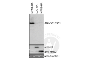 MFN1 antibody  (AA 1-234)