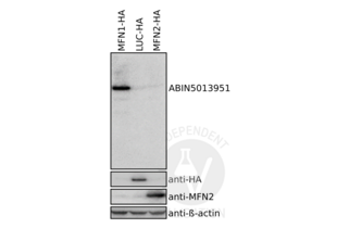 MFN1 anticorps  (AA 1-234)