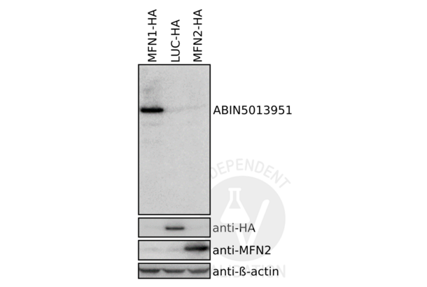 MFN1 Antikörper  (AA 1-234)