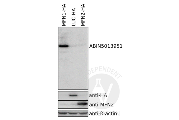 MFN1 antibody  (AA 1-234)