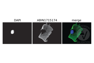 COS7 cells were transfected to express a DYKDDDDK-tagged and surface presented BAI3 protein. Indirect immunoflouresence using ABIN1715174 reveals specific signal for the DYKDDDDK-tag (middle) on the cell surface. No colocalization of the ABIN1715174 and nuclear stain (DAPI, left) was observed (merge, right). No signal was ever observed in any untransfected cell. 