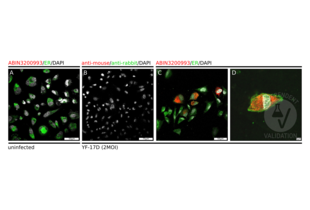 Immunocytochemistry validation image for anti-Flavivirus E protein antibody (ABIN3200993)