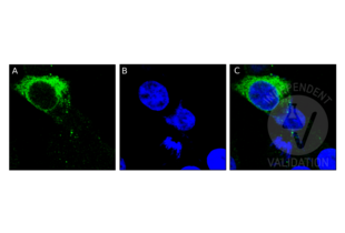 Immunocytochemistry validation image for anti-Major Histocompatibility Complex, Class I-Related (MR1) (AA 201-300) antibody (ABIN516526)