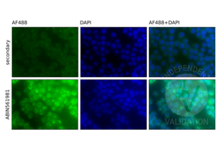 Immunofluorescence validation image for anti-Nuclear Factor of kappa Light Polypeptide Gene Enhancer in B-Cells 1 (NFKB1) (AA 860-969) antibody (ABIN561981)