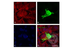 Immunofluorescence validation image for anti-Stonin 1 (STON1) (AA 529-620) antibody (ABIN524426)