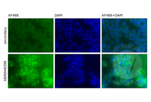 Immunofluorescence validation image for anti-V-Rel Reticuloendotheliosis Viral Oncogene Homolog B (RELB) (AA 1-579) antibody (ABIN948396)