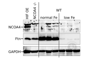 Mouse duodenum whole cell lysates from intestinal HIF overexpression (HIF OE) mice, NCOA4-/- mice, and wt mice fed a normal or low iron diet were separated by SDS-PAGE. NCOA4 was visualized using ABIN2780237. A ferritin (Ftn) Western blot was done to confirm the efficacy of iron diet regimens in mice. GAPDH served as loading control.