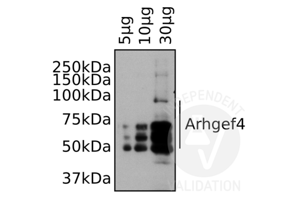 ARHGEF4 anticorps  (N-Term)