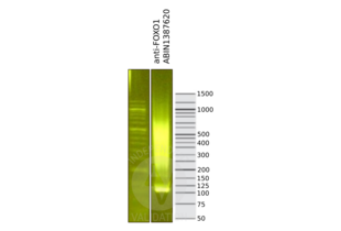 Library profiles comparing fragment size distributions on an E-Gel EX 2% agarose gel (Thermo Fisher). Fragments obtained from CUT&RUN using anti-FOXO1 antibody ABIN1387620 (right) after library preparation, compared to the E-Gel Sizing DNA Ladder (Thermo Fisher) (left).