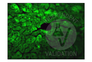 Staining of IDE positive cells in the adult mouse liver with ABIN723680.