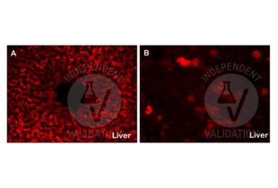 Staining with ABIN723665 of IDE-positive hepatocytes in the adult mouse liver. A: low magnification view of a hepatic lobule CV = central vein. B = high magnification of a group of IDE-stained hepatocytes