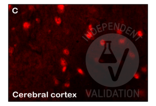 Staining with ABIN723665 of IDE-positive neurons in adult mouse brain. 