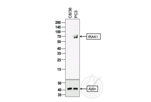 Western Blotting validation image for anti-Interleukin-1 Receptor-Associated Kinase 1 (IRAK1) (AA 301-400) antibody (ABIN1387749)