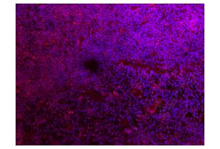 Immunofluorescence validation image for anti-Ionized Calcium-binding Adapter Molecule 1 (IBA1) (AA 51-147) antibody (ABIN685477)