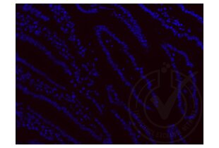 Immunofluorescence validation image for anti-Ionized Calcium-binding Adapter Molecule 1 (IBA1) (AA 51-147) antibody (ABIN685477) (Iba1 Antikörper  (AA 51-147))