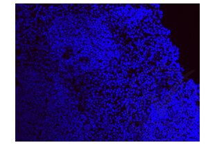 Immunofluorescence validation image for anti-Ionized Calcium-binding Adapter Molecule 1 (IBA1) (AA 51-147) antibody (ABIN685477) (Iba1 Antikörper  (AA 51-147))