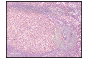 IHC staining of human tonsil with anti-PD-1 antibody ABIN735608 (1:500) and counterstain with hematoxylin.