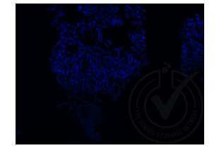 Immunofluorescence validation image for anti-Runt-Related Transcription Factor 3 (RUNX3) (AA 31-130) antibody (ABIN1714069)