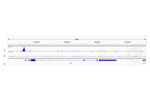 1. Alignment tracks from CUT&RUN targeting STAT5A in mouse fore limb (11.5) cells using ABIN5557532, showing the Sp1 locus. 2. Alignment tracks using negative control IgG, ABIN1019613. 3. RefSeq Genes.