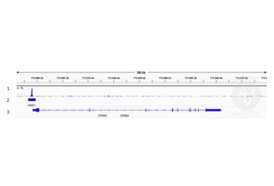Cleavage Under Targets and Release Using Nuclease validation image for anti-Transcription Factor 7-Like 2 (T-Cell Specific, HMG-Box) (TCF7L2) (AA 1-100) antibody (ABIN6945139)