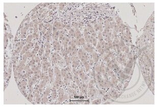 Immunohistochemistry validation image for anti-Tumor Necrosis Factor (Ligand) Superfamily, Member 9 (TNFSF9) (AA 101-200) antibody (ABIN705056)