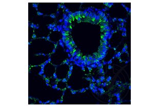 Immunofluorescence validation image for anti-Tumor Necrosis Factor alpha (TNF alpha) (AA 181-235) antibody (ABIN677318)