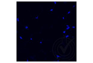 Immunofluorescence validation image for anti-Tumor Necrosis Factor alpha (TNF alpha) (AA 181-235) antibody (ABIN677318)