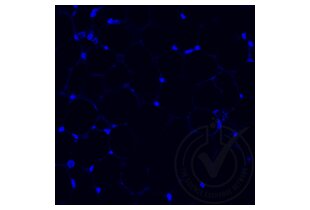 Immunofluorescence validation image for anti-Tumor Necrosis Factor alpha (TNF alpha) (AA 181-235) antibody (ABIN677318)