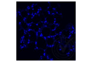 Immunofluorescence validation image for anti-Tumor Necrosis Factor alpha (TNF alpha) (AA 181-235) antibody (ABIN677318)