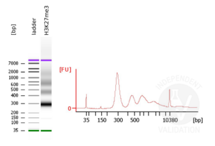 Bioanalyzer readout after library preparation using DNA fragments prepared with ABIN6923138 anti-H3K27me3 CUT&RUN positive control antibody. 