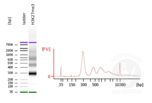 Cleavage Under Targets and Release Using Nuclease validation image for CUT&RUN Pro Set (ABIN6923138)