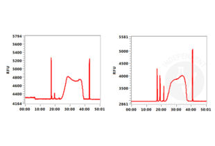 Fragment Analyzer profiles comparing fragment size distributions between reads obtained from CUT&RUN using an anti-H3K4me3 CUT&RUN Positive Control antibody in conjunction with silica-based magnetic ConA beads ABIN6923139 (left) or agarose-based magnetic ConA beads ABIN6952467 (right)  