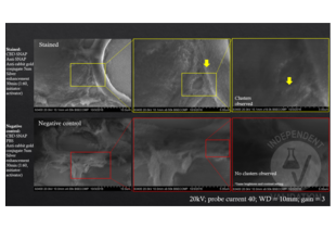 SEM-BSE images of oyster visceral mass tissue stained with CBD-SNAP and anti-SNAP primary antibodies and anti-Rabbit IgG (Whole Molecule) secondary antibody (Colloidal Gold (5nm)) ABIN3042038 and subjected to silver enhancement were imaged in ascending magnification (Top row). As a result clusters of silver aggregates were detected. In the absence of Anti-SNAP (Bottom row), the negative control did not show any signs of silver aggregation suggesting specificity of ABIN3042038 to the presence of rabbit IgG. Images in ascending magnification from left to right.