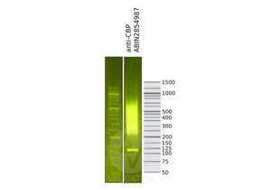 Library profiles comparing fragment size distributions on an E-Gel EX 2% agarose gel (Thermo Fisher). Fragments obtained from CUT&RUN using anti-CBP antibody ABIN2854987 (right) after library preparation, compared to the E-Gel Sizing DNA Ladder (Thermo Fisher) (left).