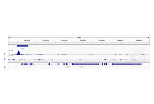 1. Peaks called by SEACR for CBP. 2. Alignment tracks from CUT&RUN targeting CBP in HEK293T cells using ABIN2854987 antibody showing the CYTH2 locus. 3. Alignment tracks for CUT&RUN with the IgG negative control ABIN101961. 4. RefSeq Genes.