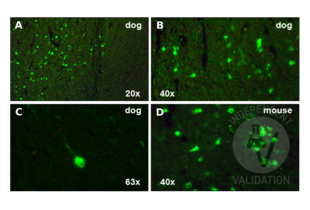 Staining of dog and mouse brain sections using ABIN2855596. A-C: Specific staining of calretinin-immunoreactive cortical neurons in dog brain sections at 20x, 40x, and 63x magnification. D. Staining of calretinin-immunoreactive cortical neurons in mouse brain sections at 40x magnification. 