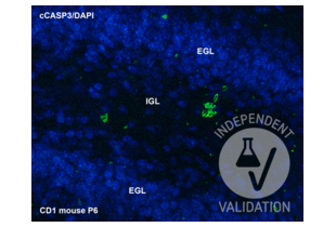Expression of cleaved caspase 3 (cCASP3) in P6 mouse cerebellum. Immunoreactive granule cells after immunostaining with ABIN7251291 and nuclear counterstaining with 4′,6-Diamidine-2′-phenylindole dihydrochloride (DAPI). EGL = external granular layer of the cerebellar cortex; IGL = internal granular layer of the cerebellar cortex.