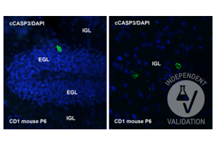 Immunohistochemistry validation image for anti-Caspase 3 p17 (Cleaved-Asp175) antibody (ABIN7251013) (Caspase 3 p17 (Cleaved-Asp175) Antikörper)