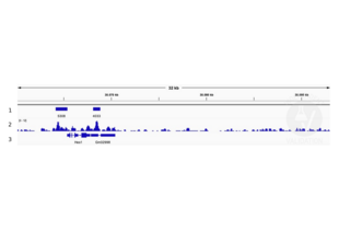 1. Alignment tracks from CUT&RUN targeting ETV4 in mouse fore limb (11.5) cells using anti-ETV4 antibody ABIN6131217. 2 Peaks called by SEACR from CUT&RUN data using anti- ETV4 antibody ABIN6131217. 3. RefSeq Genes.