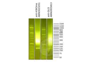 Library profiles comparing fragment size distributions on an E-Gel EX 2% agarose gel (Thermo Fisher). Fragments obtained from CUT&RUN using anti-GLI3 antibody ABIN2855813 and anti-H3K4me antibody ABIN3023251 after library preparation, compared to the E-Gel Sizing DNA Ladder (Thermo Fisher) (to the left of each).