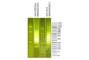 GLI3 antibody