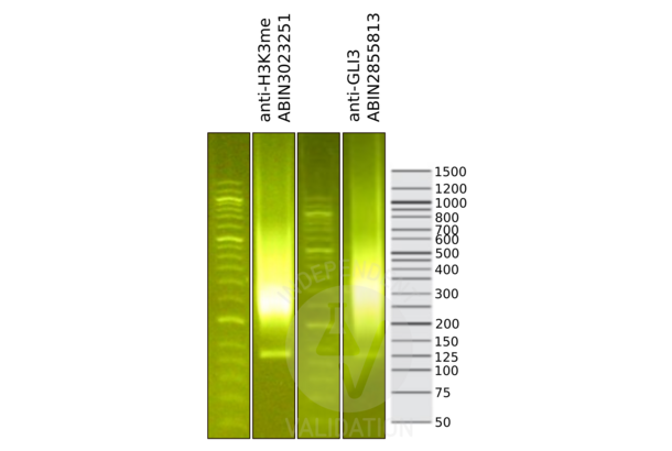 GLI3 antibody