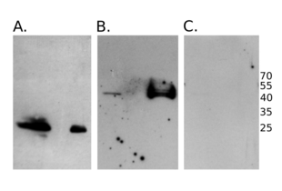 Western Blotting validation image for anti-HA-Tag (C-Term), (N-Term) antibody (ABIN2443910) (HA-Tag Antikörper  (C-Term, N-Term))