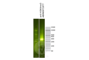 Cleavage Under Targets and Release Using Nuclease validation image for anti-Histone H3 (H3) (3meLys4) antibody (ABIN6971977)